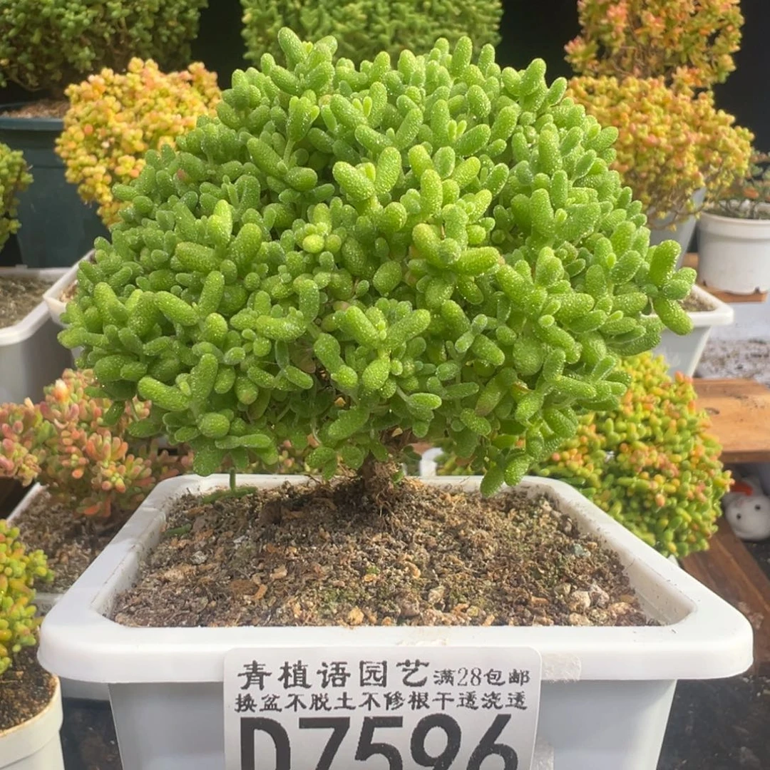 D7596蜜桔糖球一物一拍