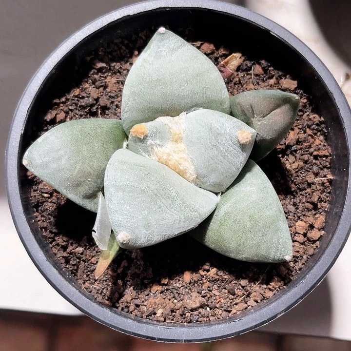 知*仙人球仙人球开花