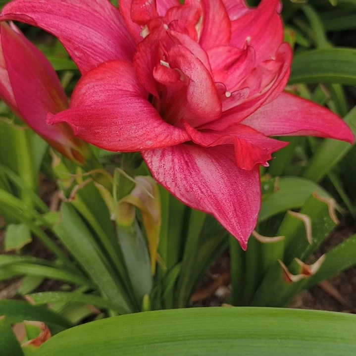 画***花完全开放西瓜酒4-5的3颗