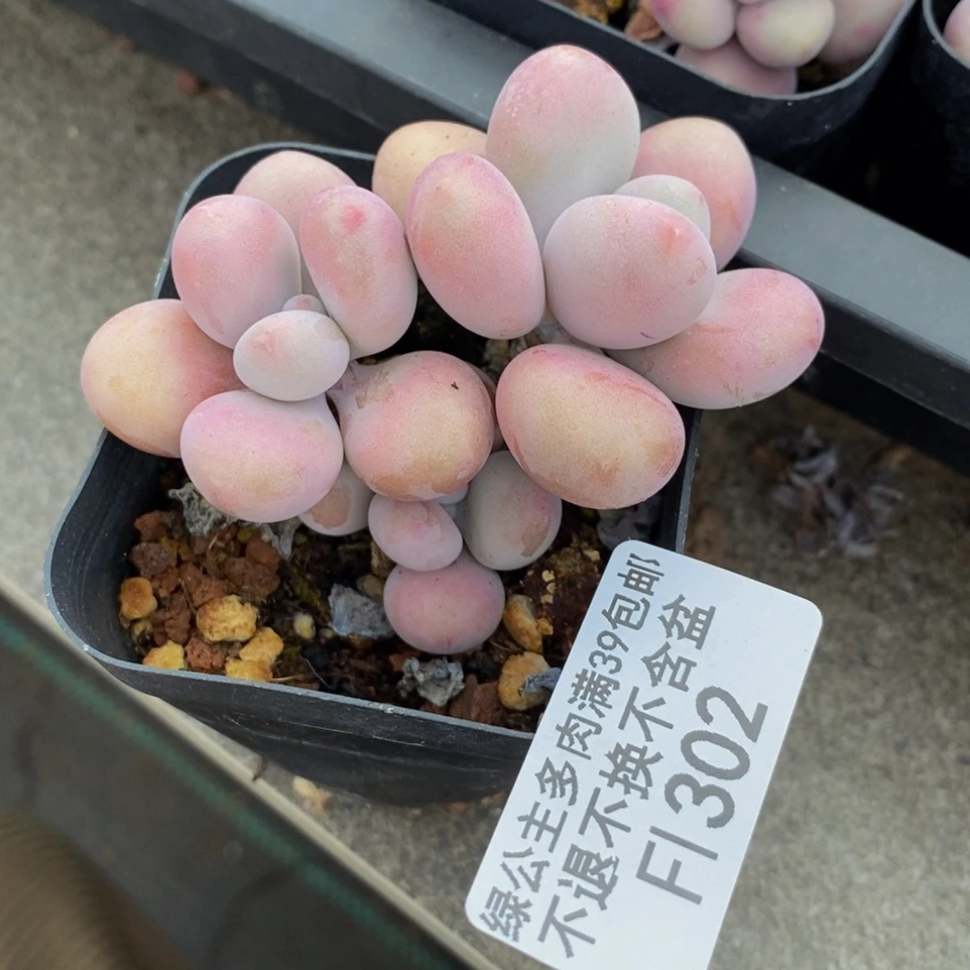 腰子桃蛋302/6v k