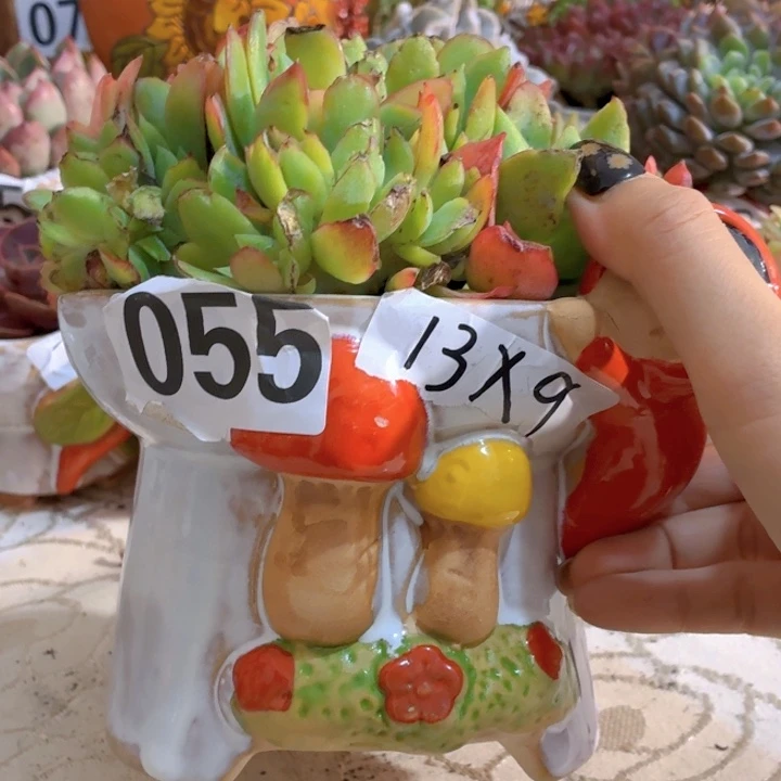 多肉花盆满15包邮