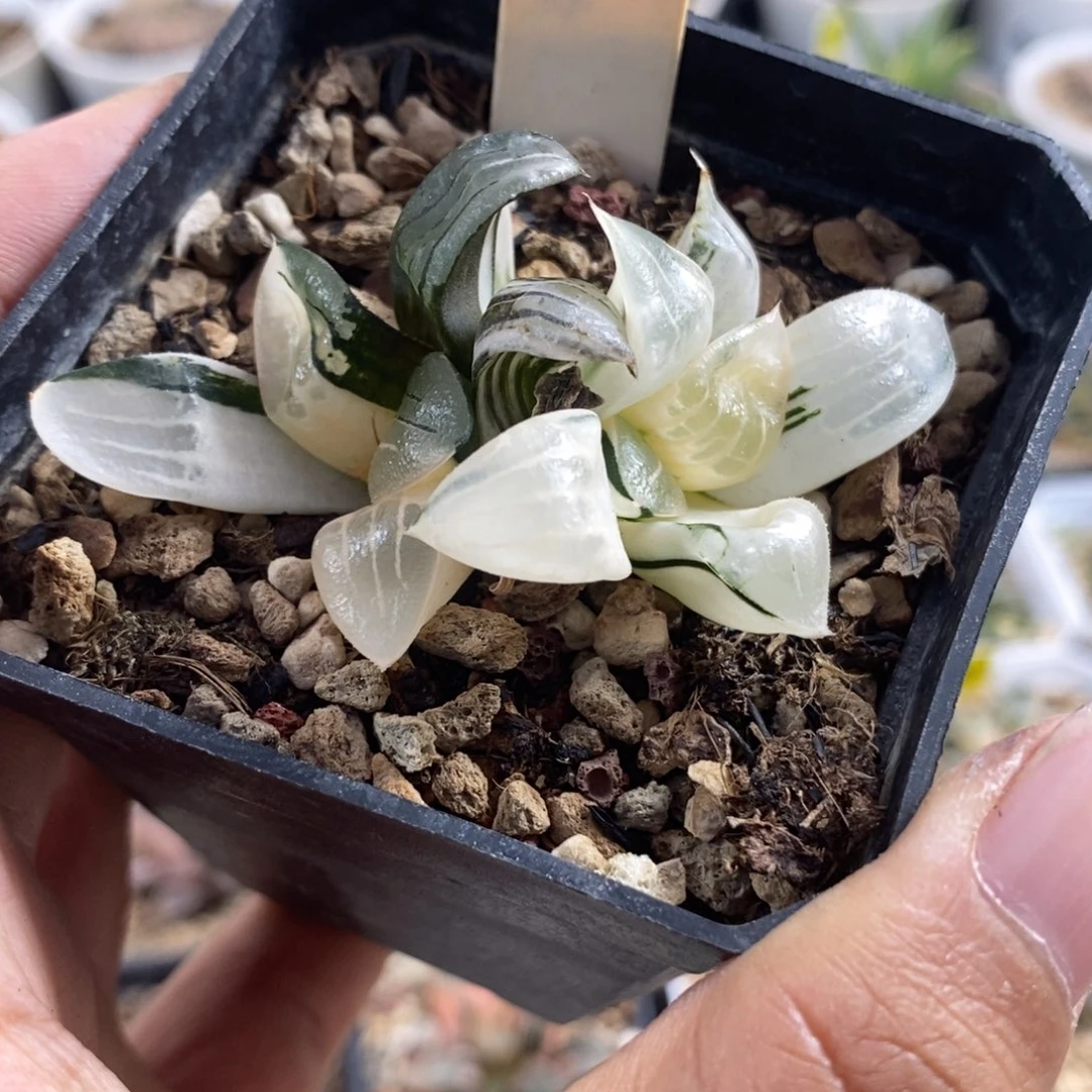 454阿房宫锦一物一拍
