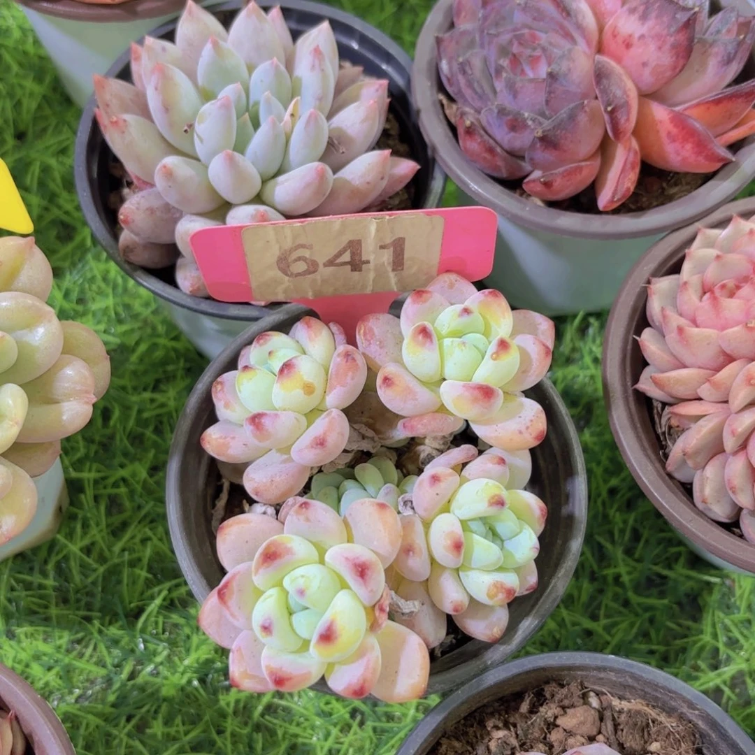 ?***?我的小可爱们都好可爱