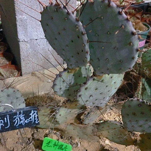 秋***】仙人掌黑刺猿据一片