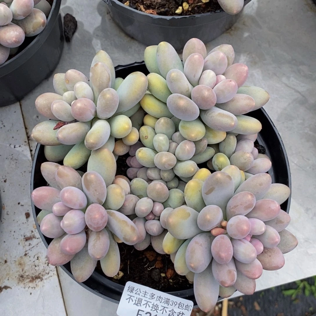 211蛋黄奶多肉15cm