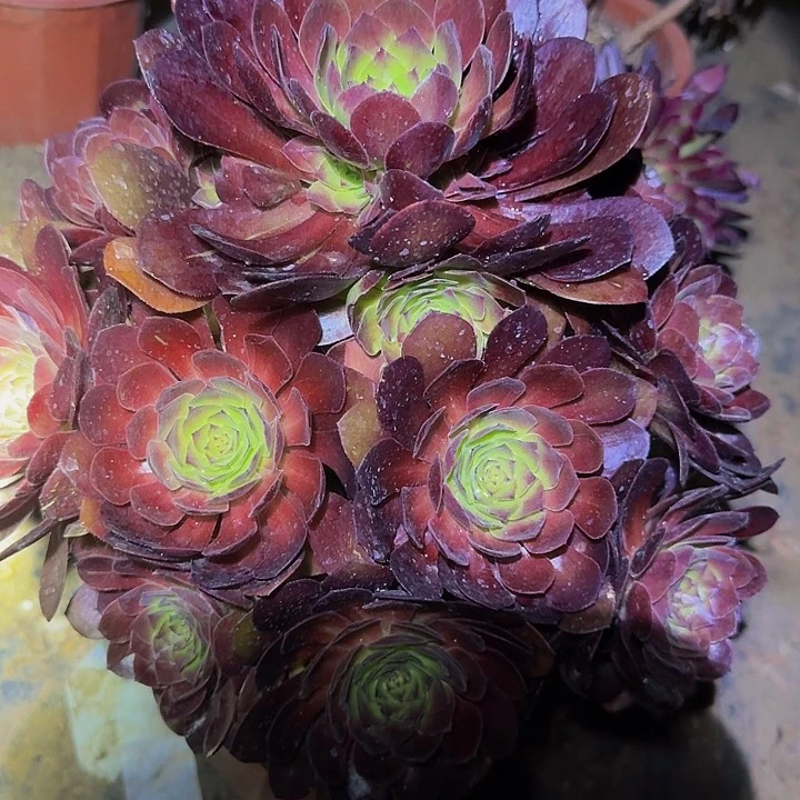 新品种桃花石大颗捧花亏本福利