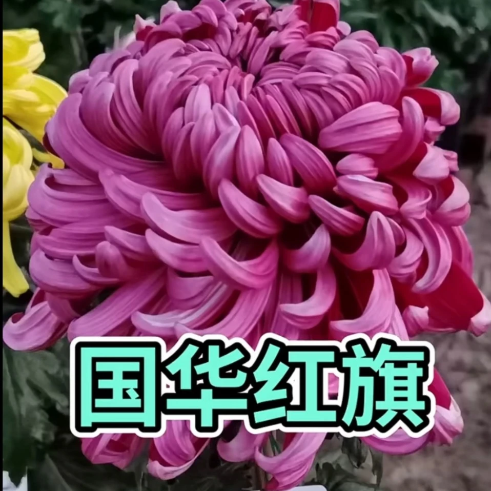 【国华红旗】多年生菊花苗室内外阳台盆栽花卉绿植