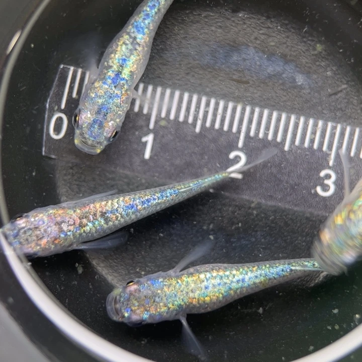 海水鱼海王星5号青鳉
