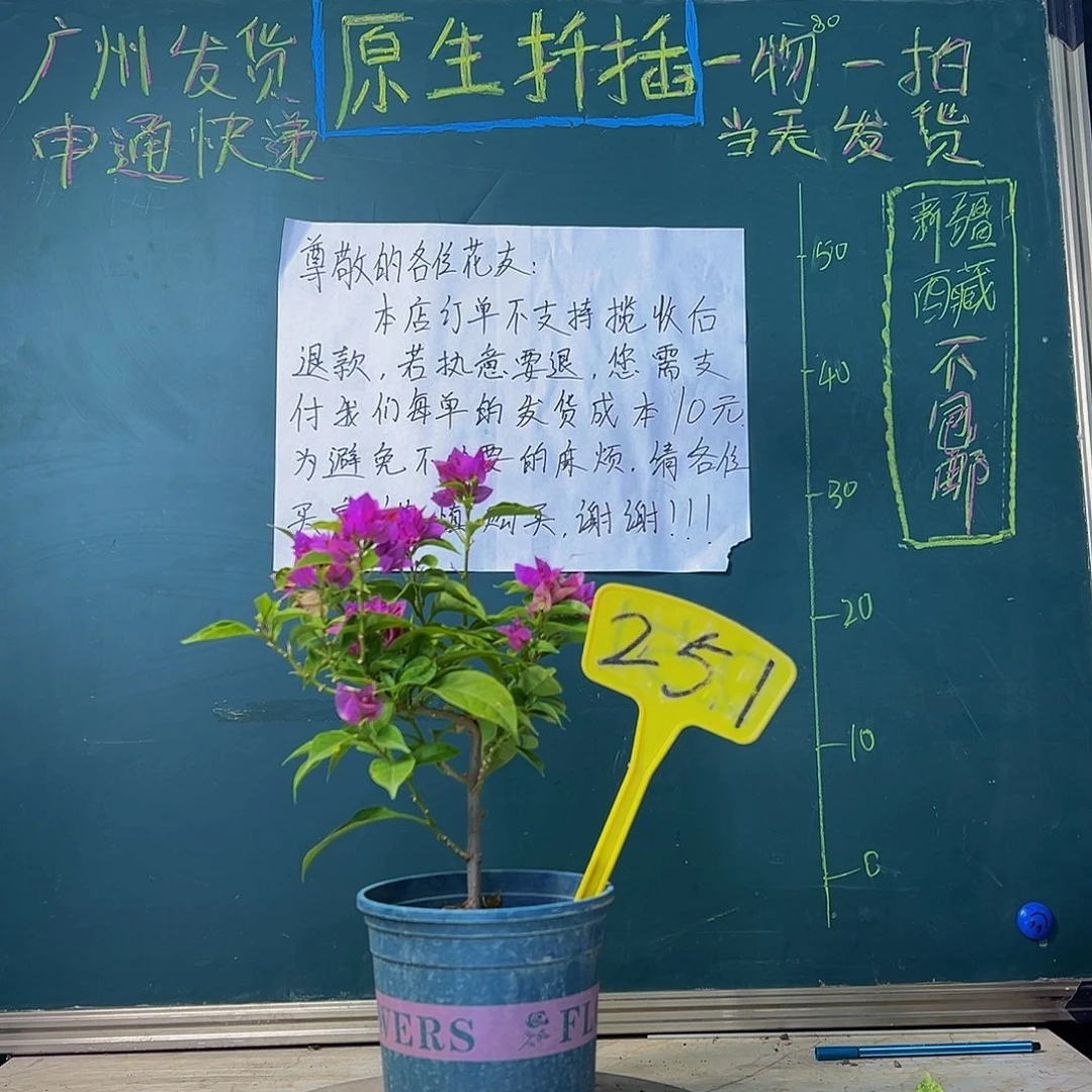 当前无花栽培后可以开花紫狐狸 251