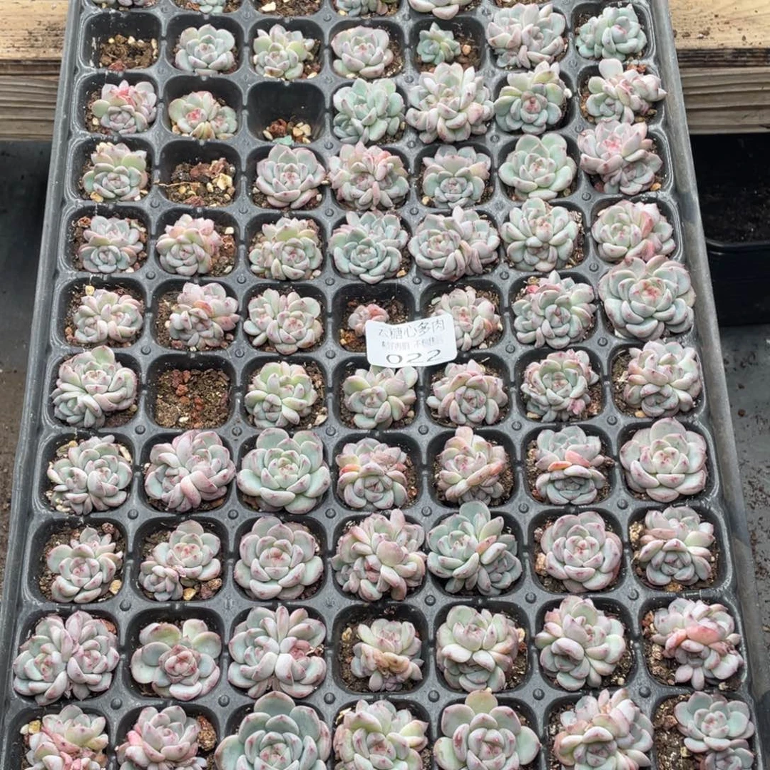 云糖心多肉植物22