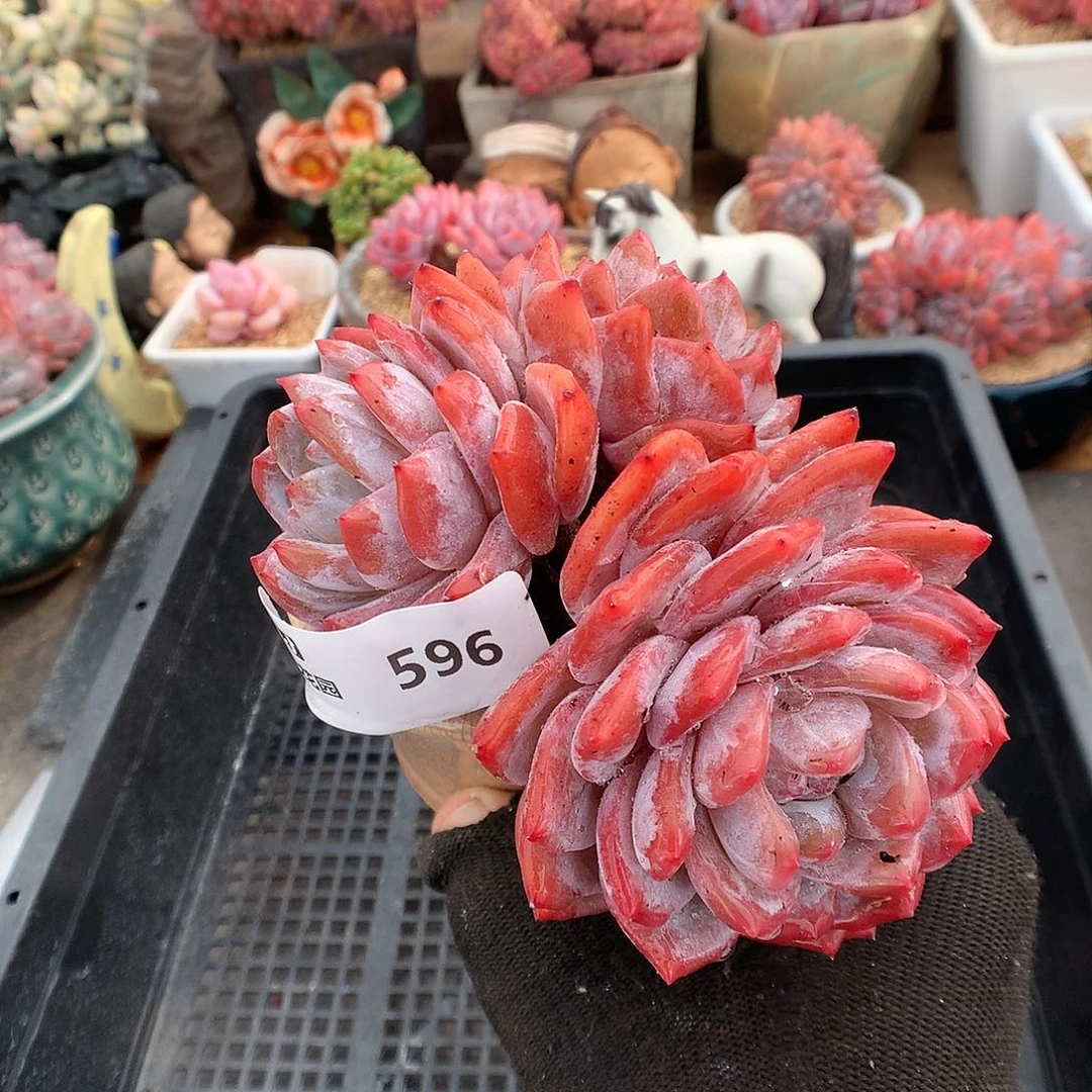 596雪天使多肉植物6666