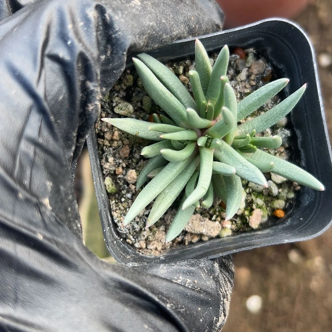 内附设了呃呃呃呃