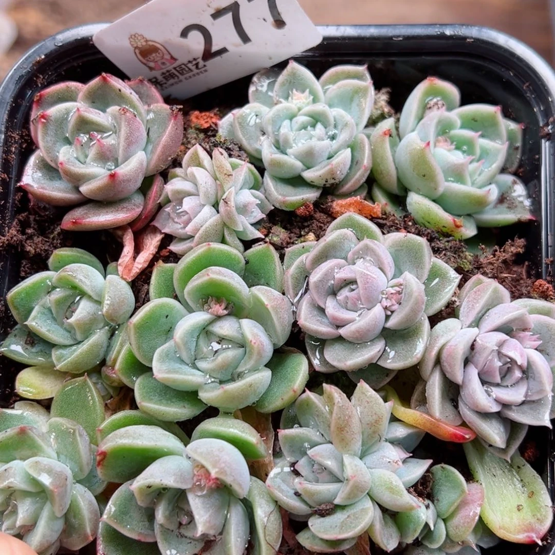 多肉植物多肉植物