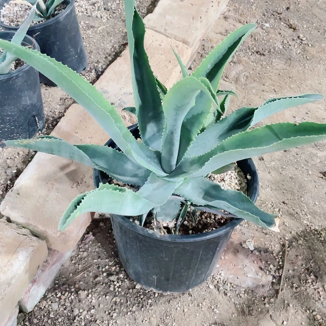 绿****民波叶龙无锦小颗龙舌兰包邮