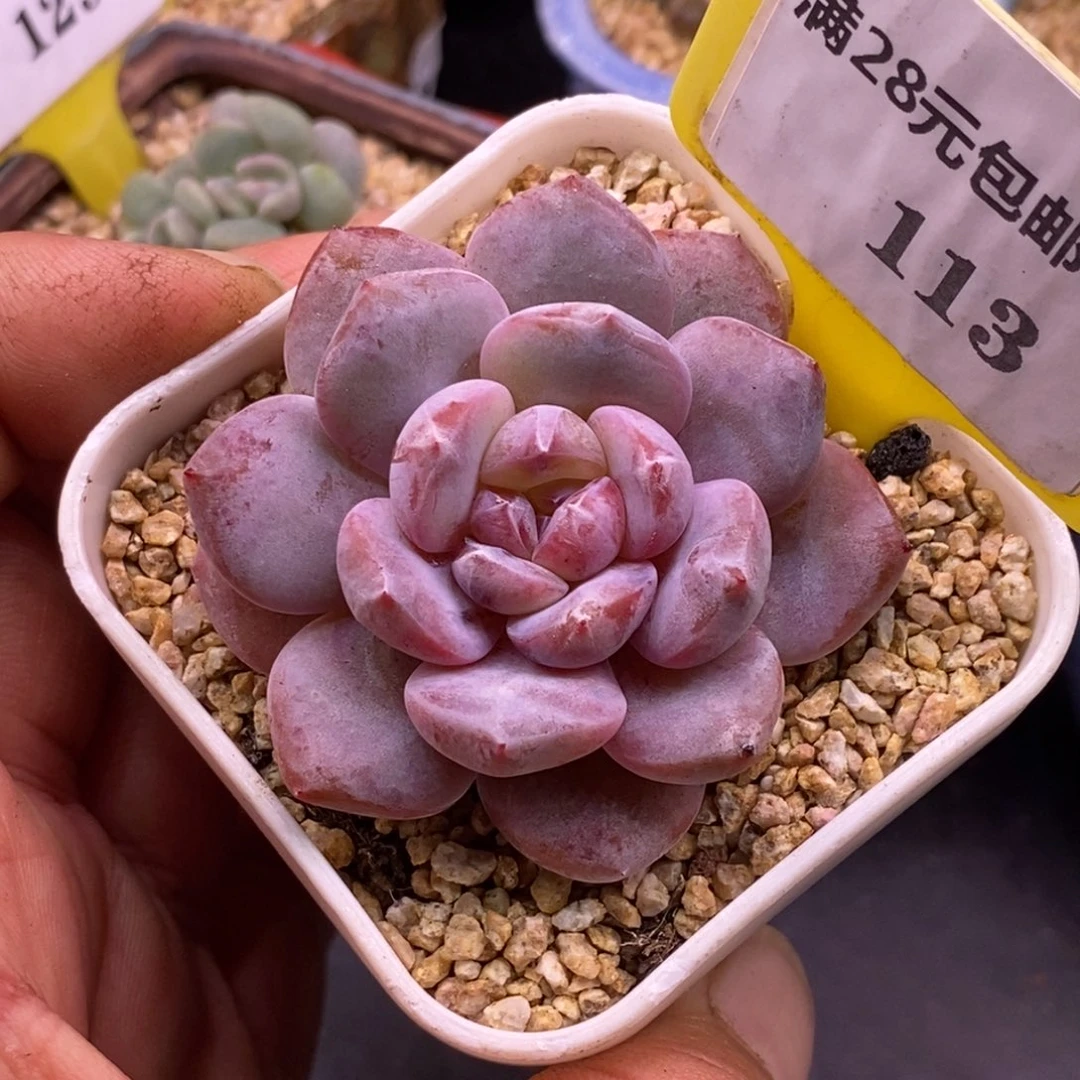 4116石榴仔拉丝，多肉