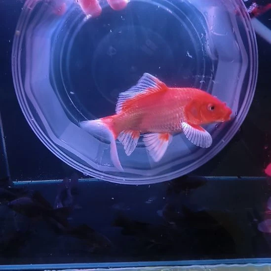 海水鱼红色普身蝴蝶鲤