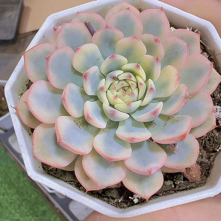 姬莲锦19包邮多肉植物