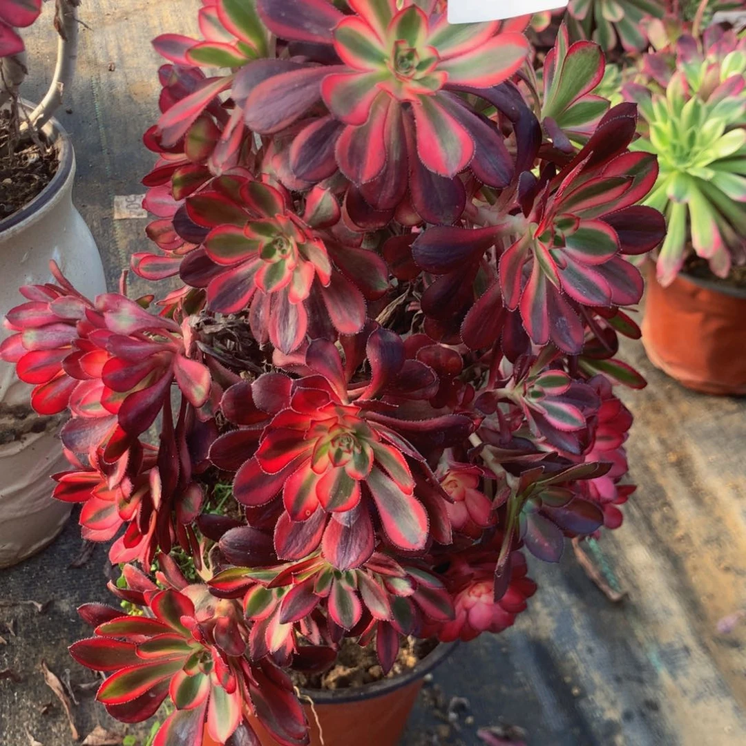 038香奈儿多肉植物