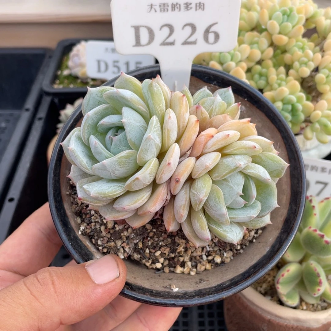 226劳林不带盆9厘米