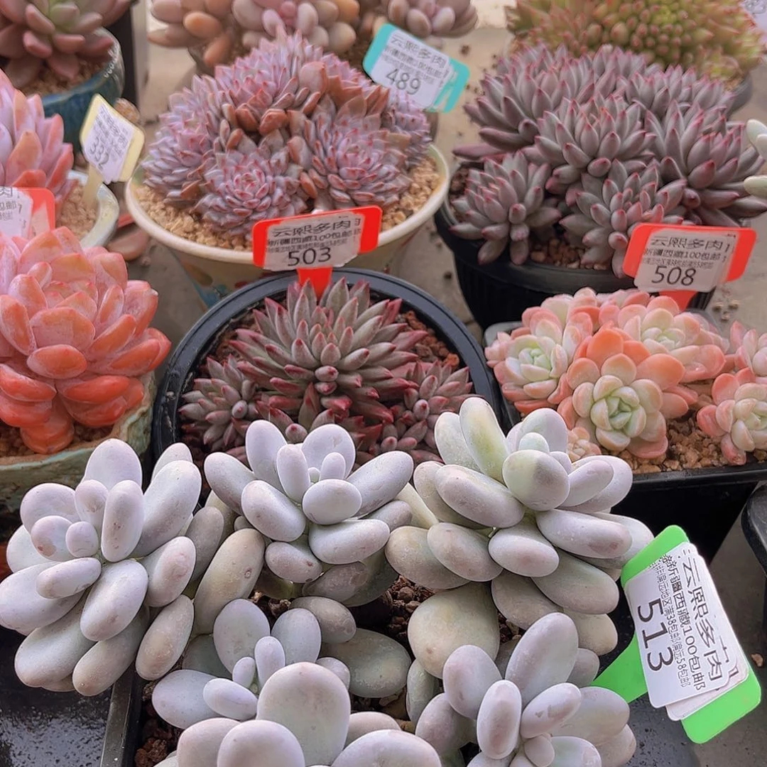 513奶酪多肉植物