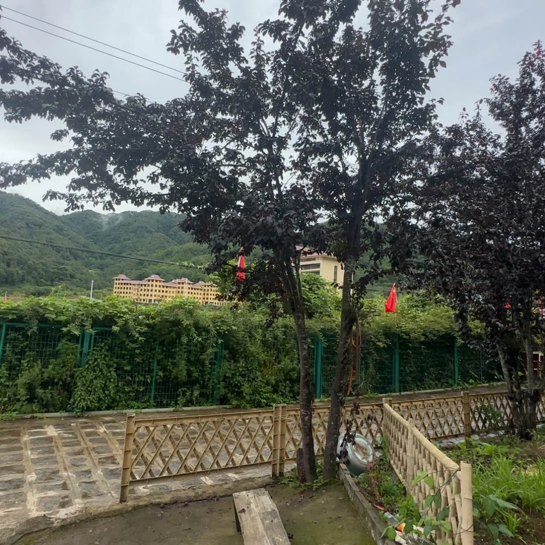 中国大陆芒果圣德龙的芒果