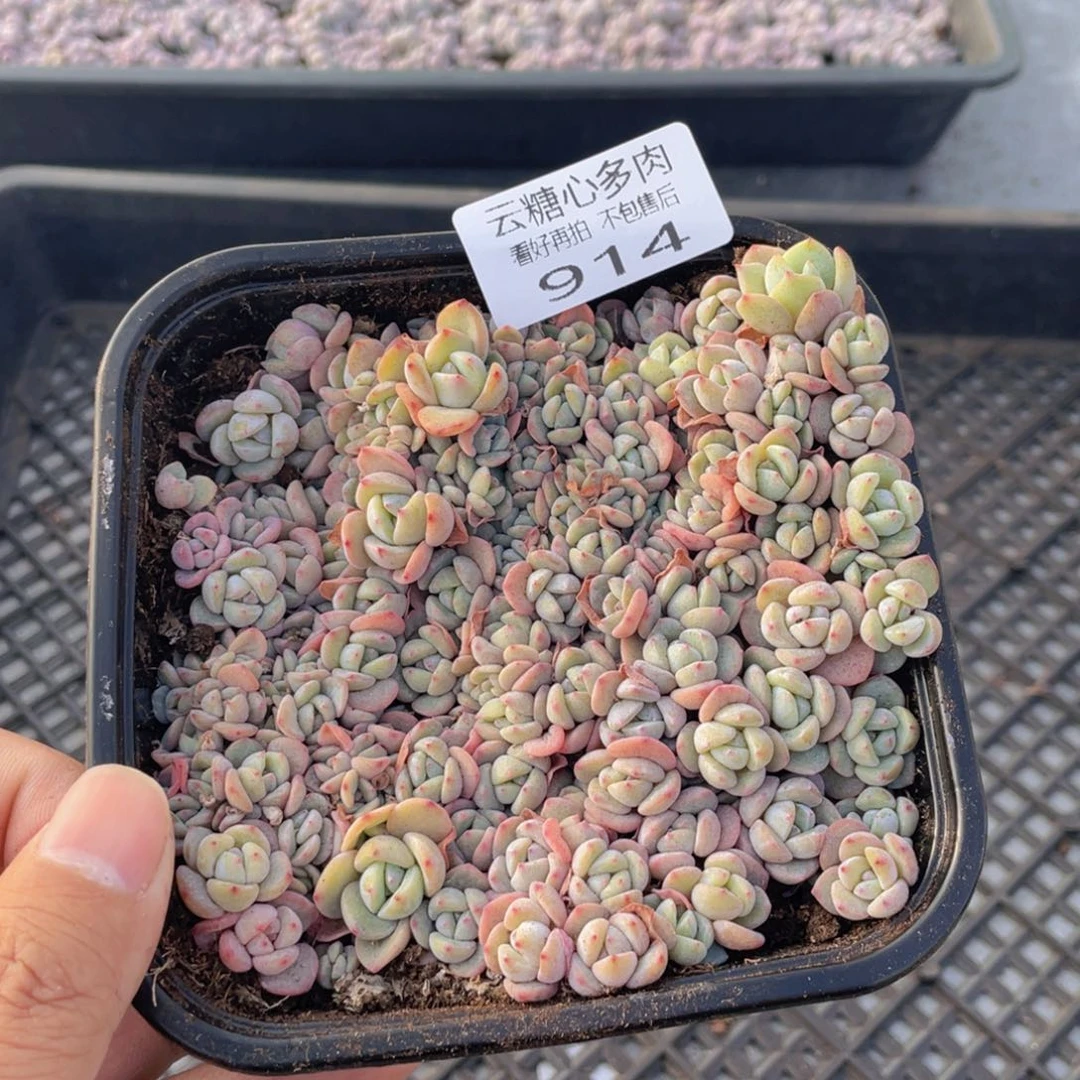 云糖心多肉植物914