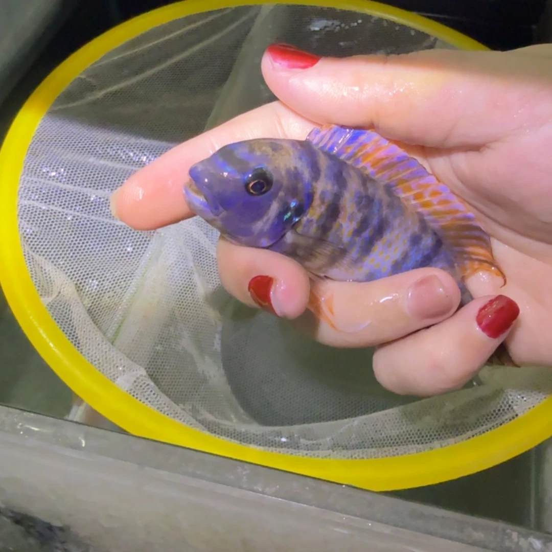 L***s慈鲷鱼12号松比西没鼻子11