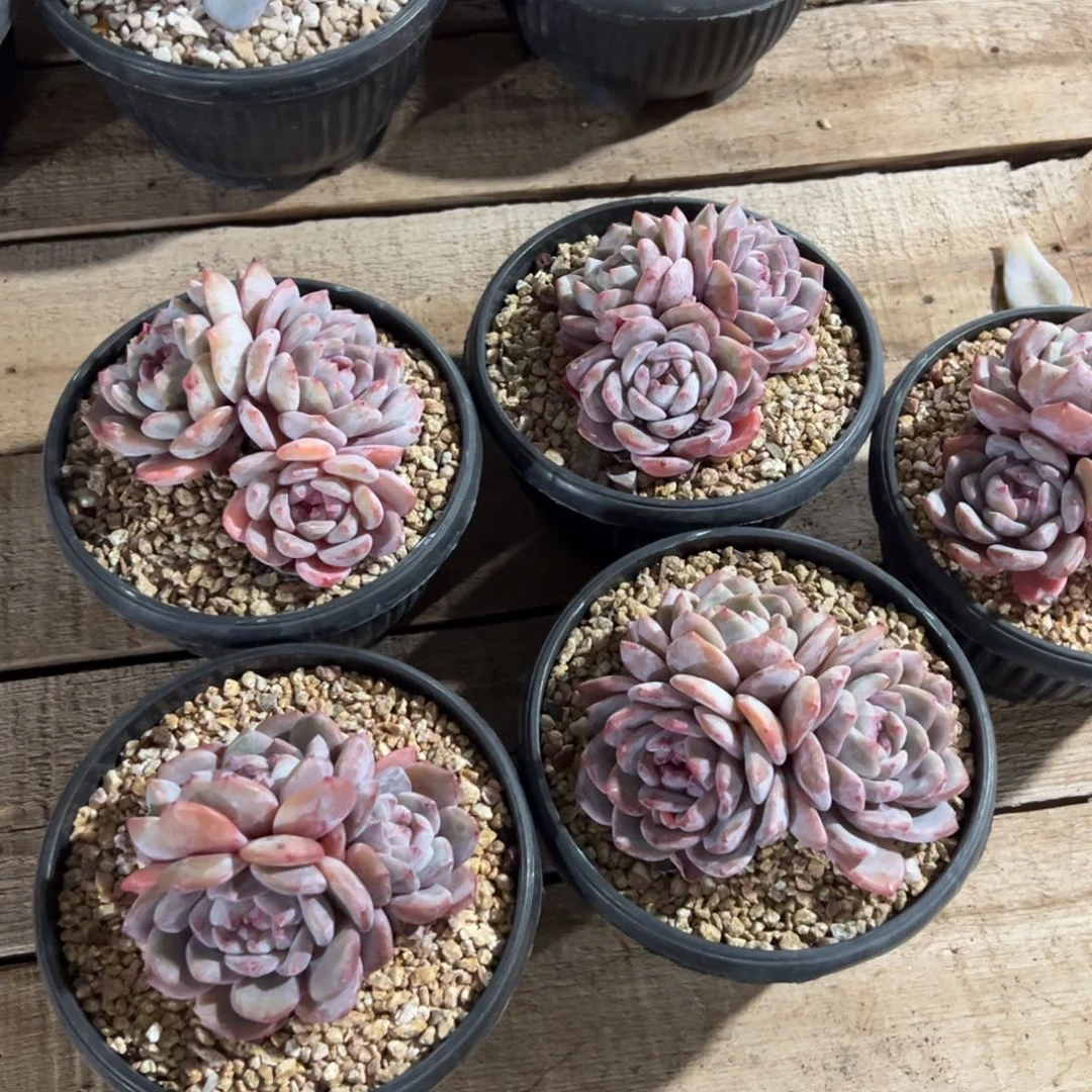 炸福利哈哈哈哈哈哈哈哈