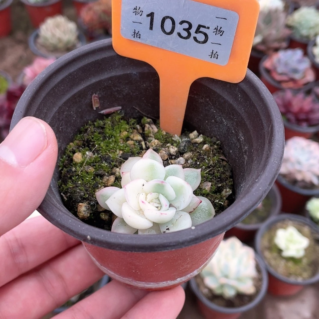 【闪购商品】左****湖1035号