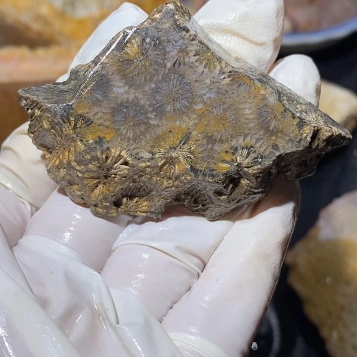 【闪购商品】未镶嵌珊瑚玉硅化玉