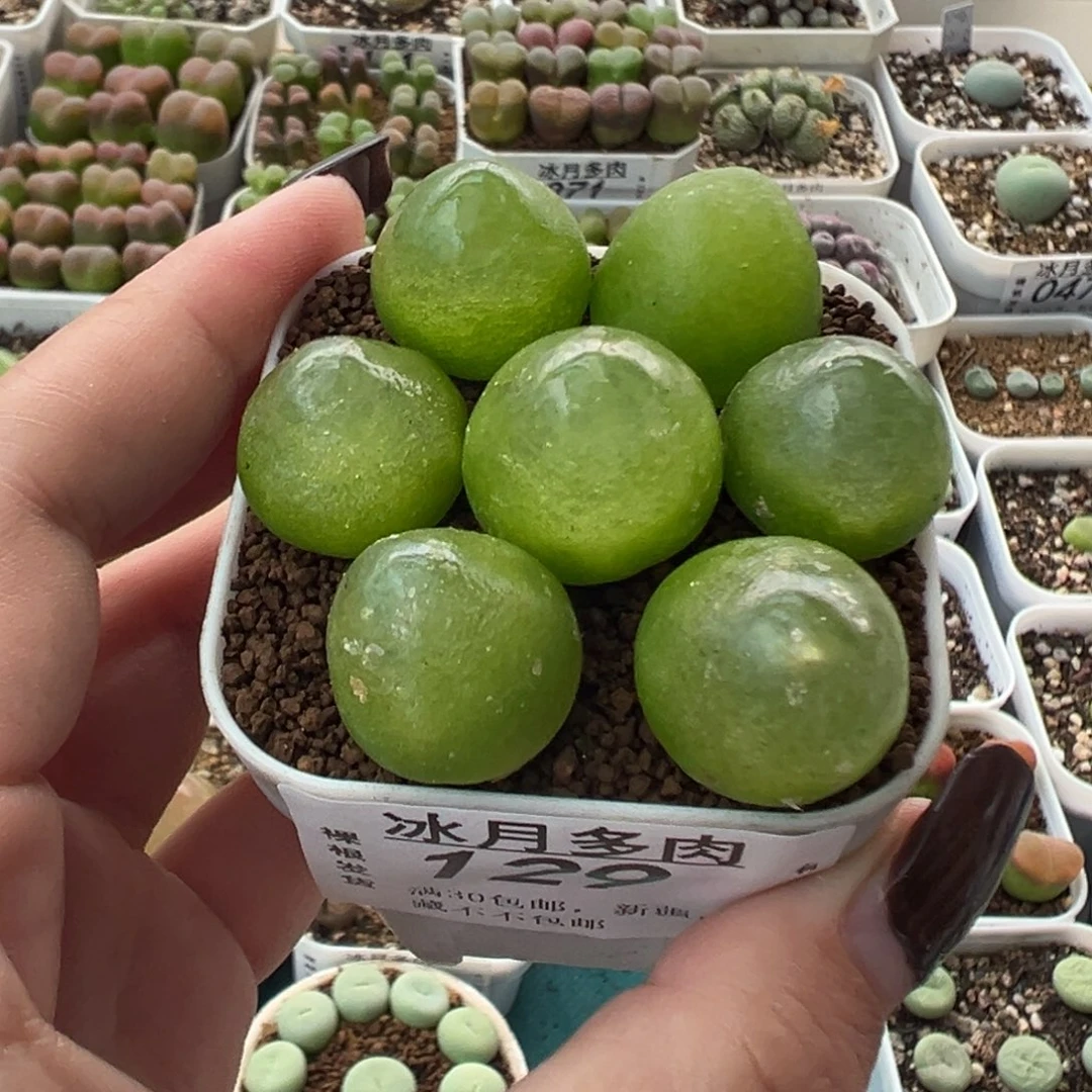 129灯泡七颗裸根发货