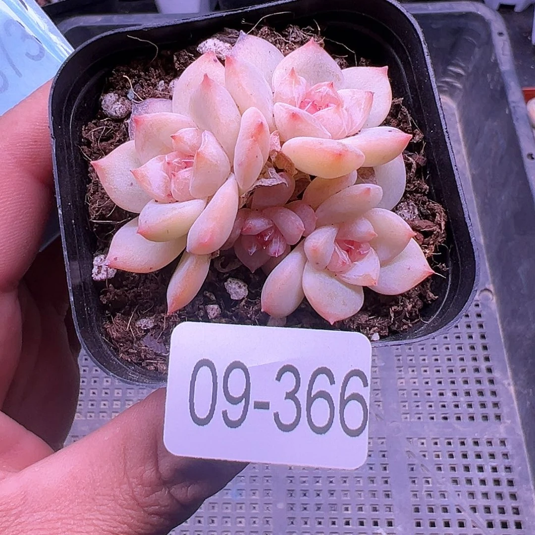 小卡拉米糖心一物一拍9-366