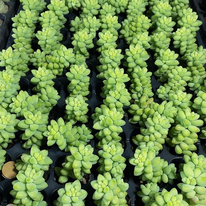 小玉坠1元带土发货