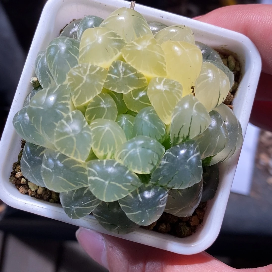 20307。 一盆玉露。