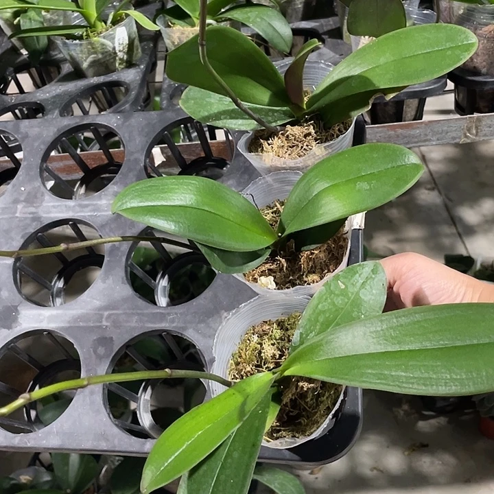 完全开放阿雅2.8寸 带花剑 微瑕