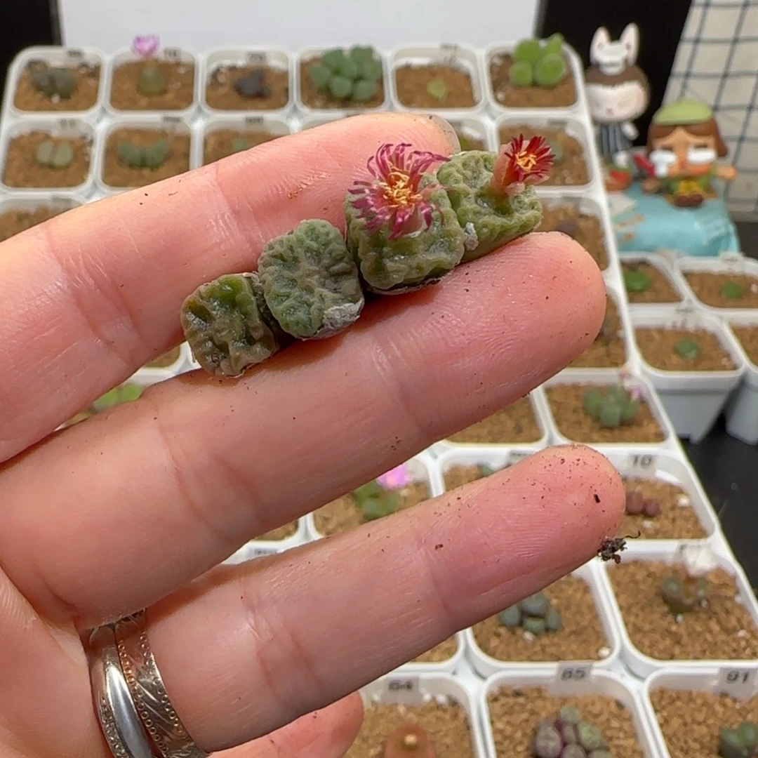 依****肉锥多肉植物组合-方烧1717