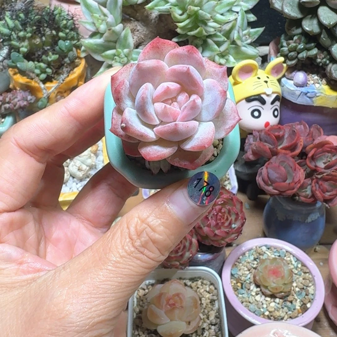 178 多肉含盆土30元包邮➗偏远地区