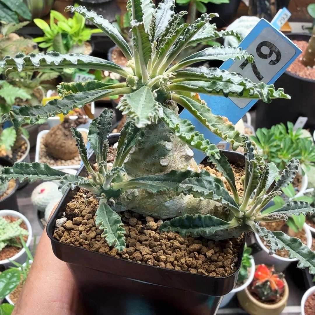 多头椰子琉桑379块根植物