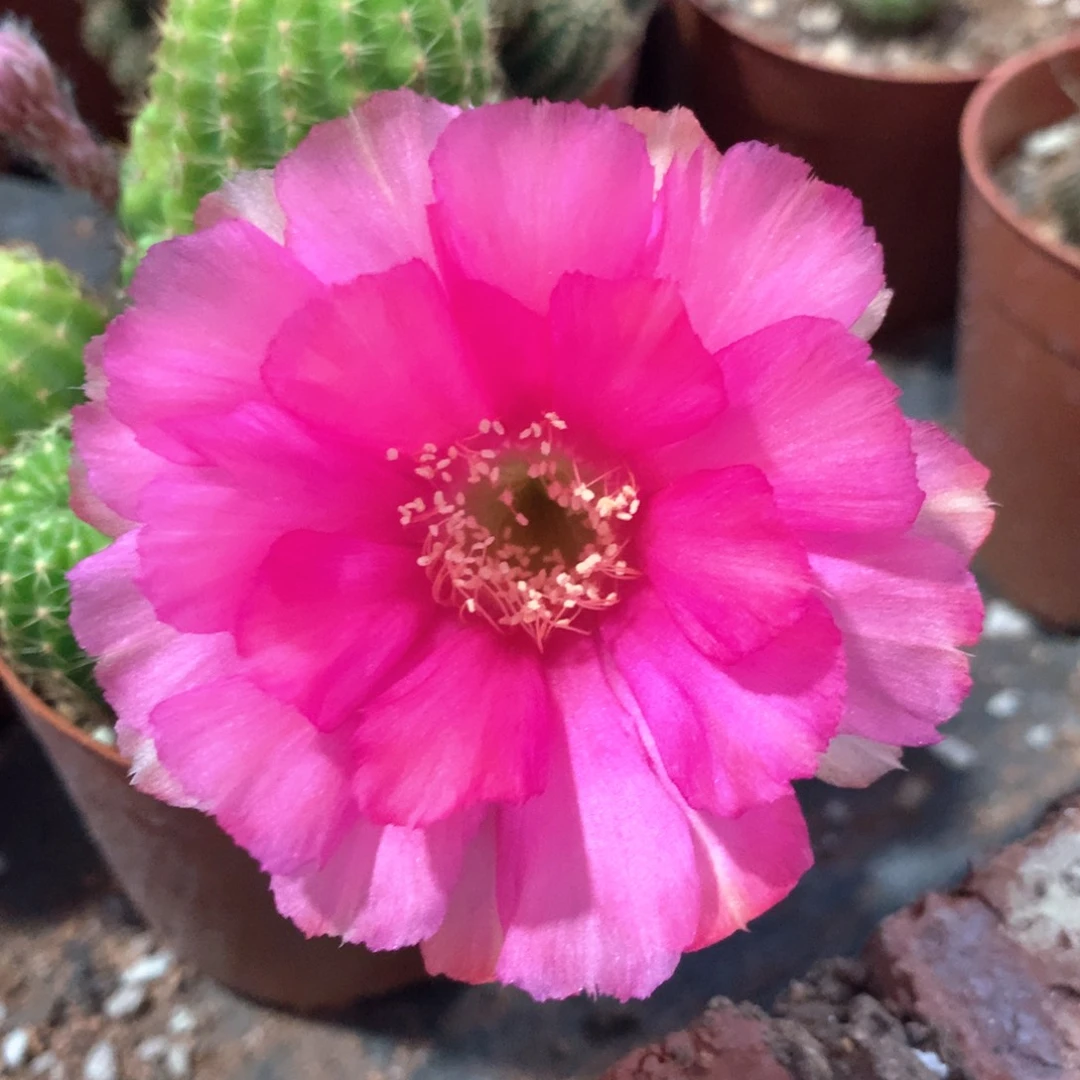 8185实生丽花10公分杯瑕疵