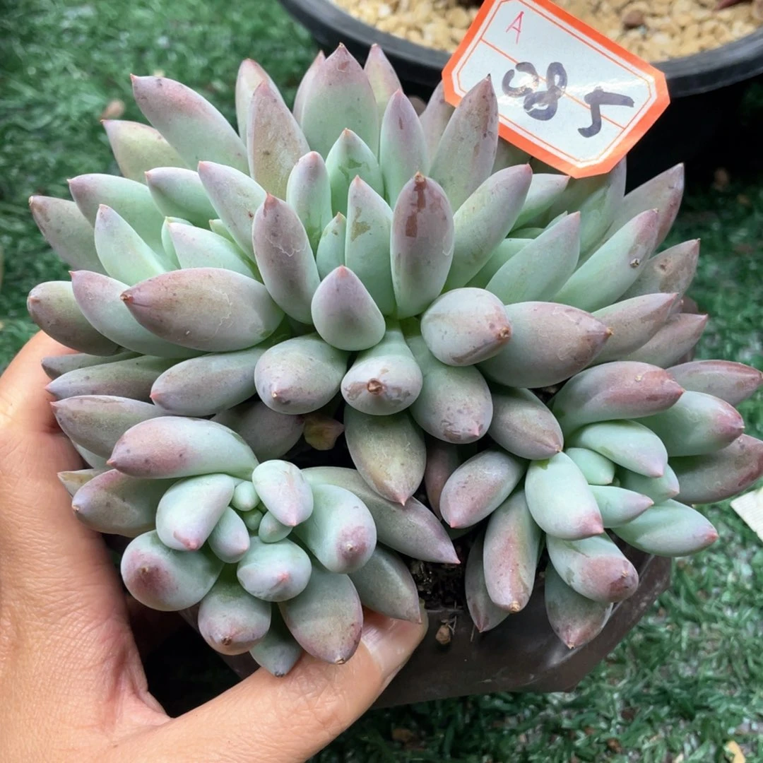 085 一物一拍28包邮