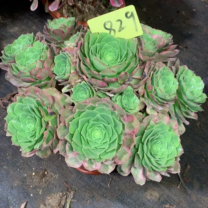 829奶白多肉一物一拍