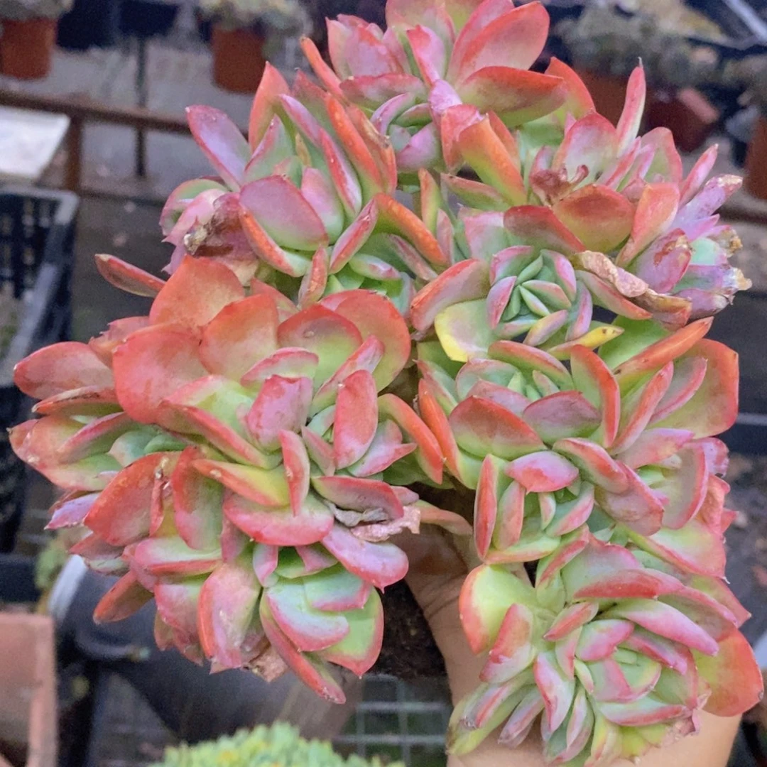 绮罗仙子朵朵缀化