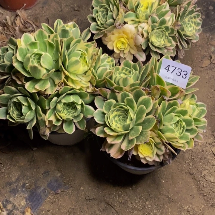 3盆多肉断头不包4733