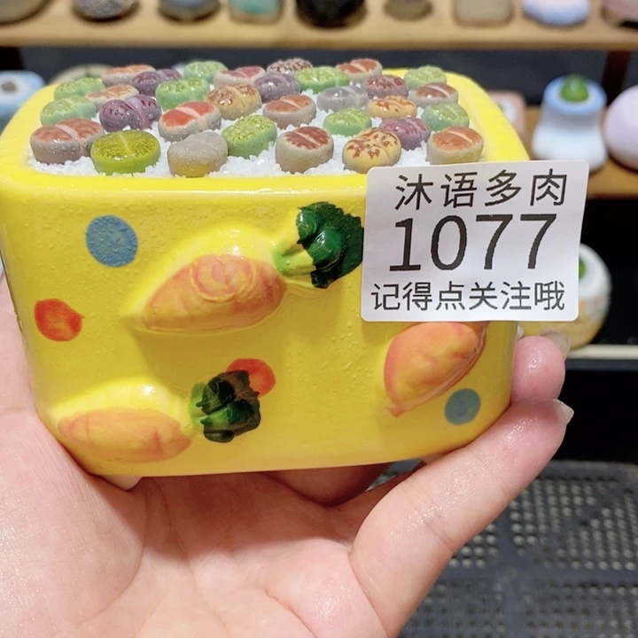 带盆土植物 精美盆栽1077
