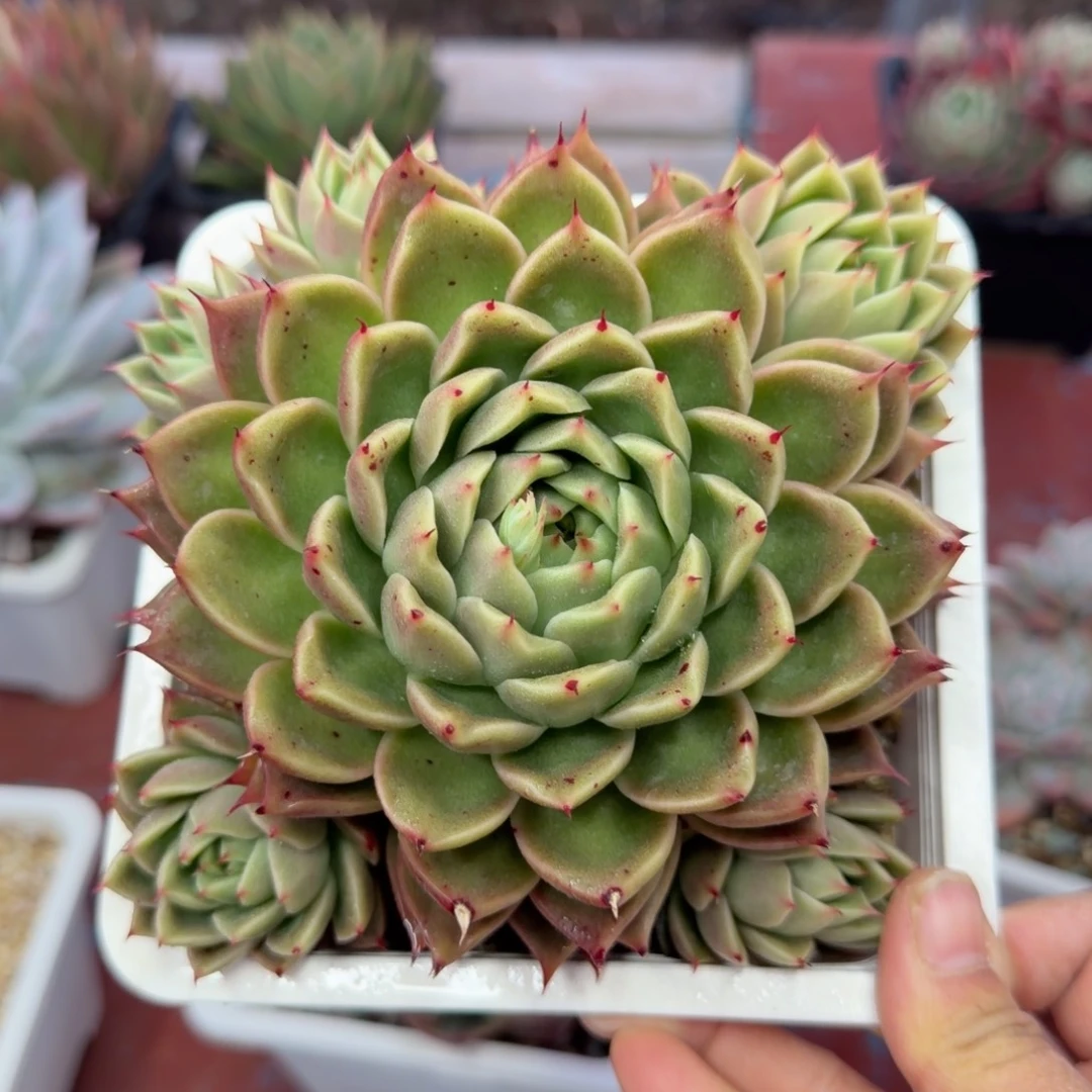 新年快乐，平安健康，28