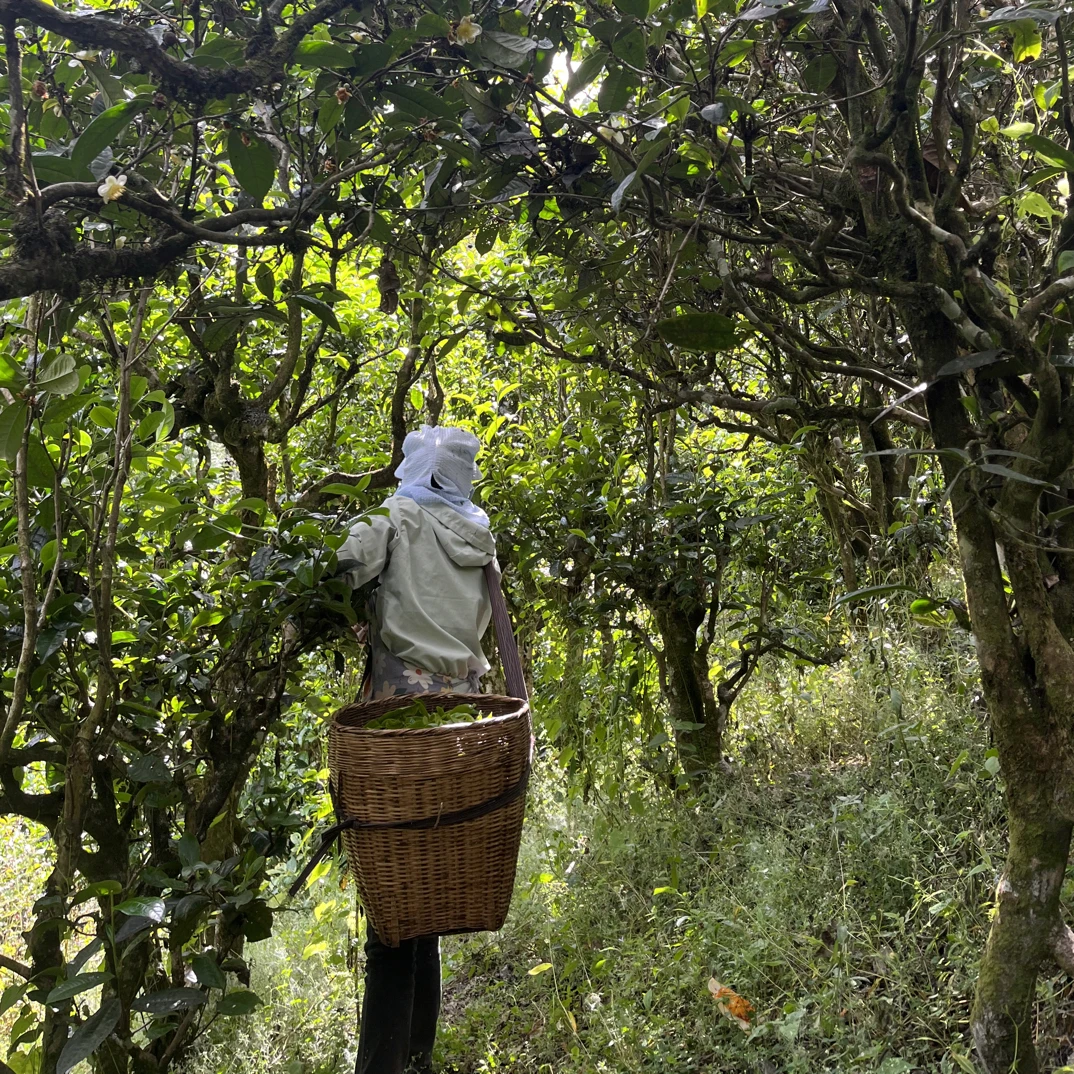 2025古树普洱生茶谷花茶