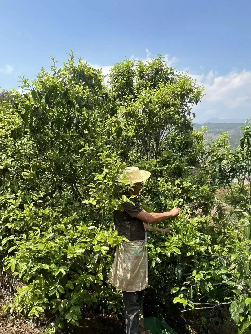 【Y】普洱茶龙珠代拍古树普洱茶【生茶】龙珠