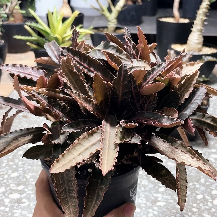 彩叶麒麟666666666666666