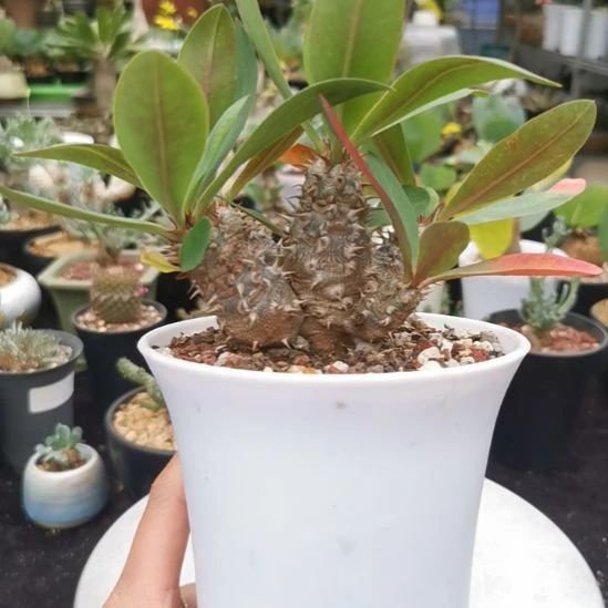 美花念珠大戟 一物一拍