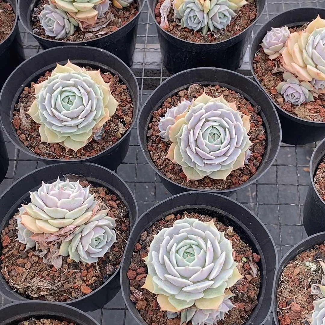 团露娜莲群，福利